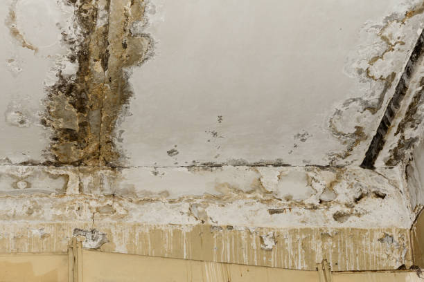 Reliable Carlisle Rockledge, AL Water damage restoration Solutions